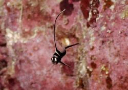 A little Drummer! There were three juv. Drums flittering ... by Steven Anderson 